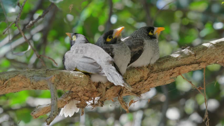 Three noisy miner bird chicks sit on a branch waiting for the adults to bring food