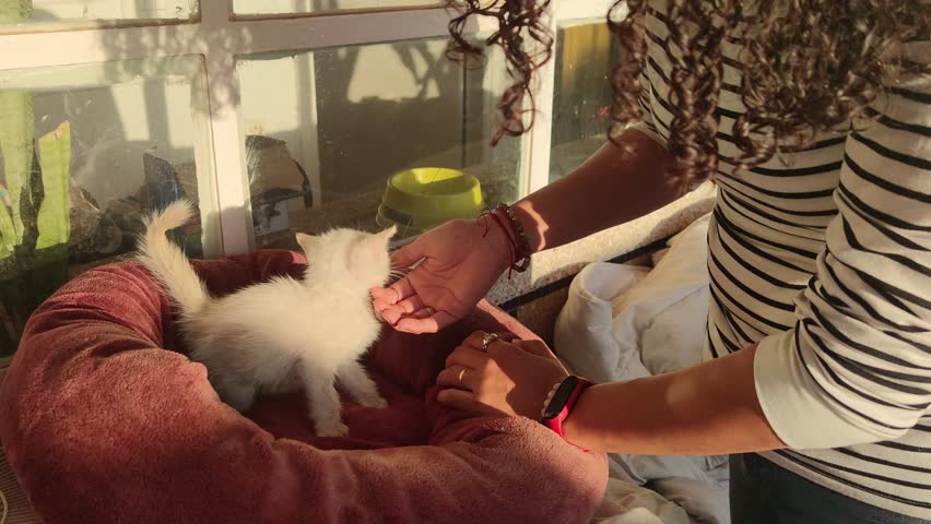 A woman's hand is shown playing with a rescued stray kitten | Shutterstock HD Video #1111951853