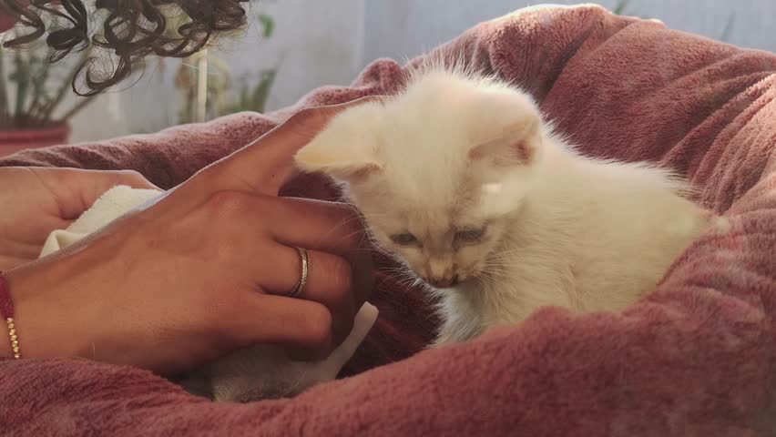 A woman's hand is shown playing with a rescued stray kitten | Shutterstock HD Video #1111951855