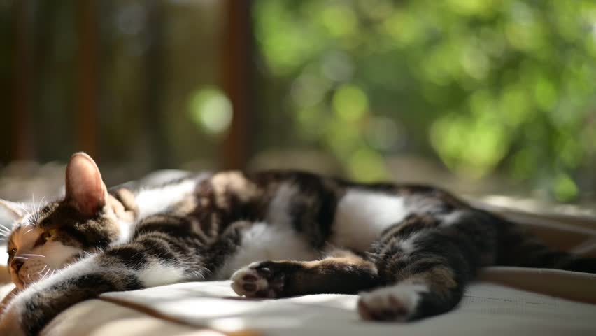 An old tabby cat napping in the sunlight filtering through the trees
