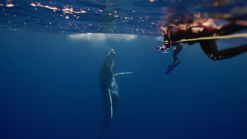 People snorkeling diving with giant humpback whale underwater in Pacific ocean. Amazing shot of majestic playful whale dancing playing close to surface. Group of freediver tourist watching wild animal Royalty-Free Stock Footage #1111954835