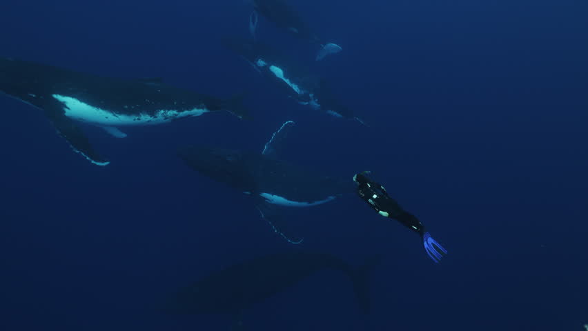 Underwater view of big humpback whale pod. Wildlife nature mammal marine life. Amazing shot of majestic playful whales socialization mating games. Man snorkeling diving with whale in Pacific ocean. | Shutterstock HD Video #1111954847