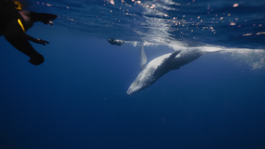 People snorkeling diving with giant humpback whale underwater in Pacific ocean. Amazing shot of majestic playful whale dancing playing close to surface. Group of freediver tourist watching wild animal | Shutterstock HD Video #1111954869