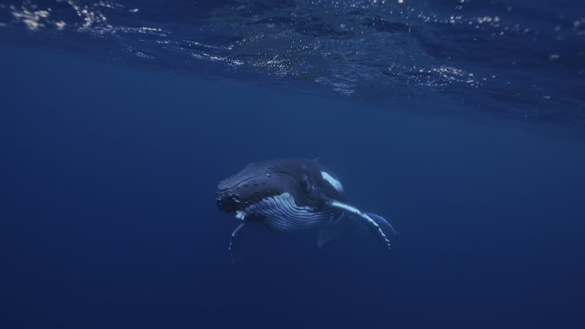 Underwater giant majestic humpback whale swimming towards camera. Wildlife marine mammal animals nature. Undersea world. Young whale amazing close up portrait. Whale eye looking straight to camera. | Shutterstock HD Video #1111954895