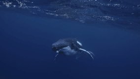 Underwater giant majestic humpback whale swimming towards camera. Wildlife marine mammal animals nature. Undersea world. Young whale amazing close up portrait. Whale eye looking straight to camera.