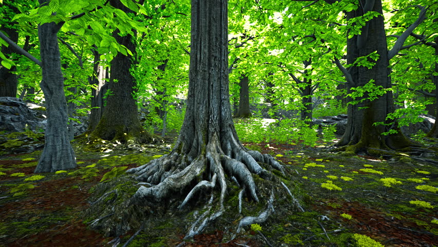 A very large tree with some very big roots Royalty-Free Stock Footage #1111963637