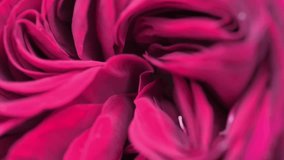 art abstract background of stunning deep red-purple rose . extreme macro