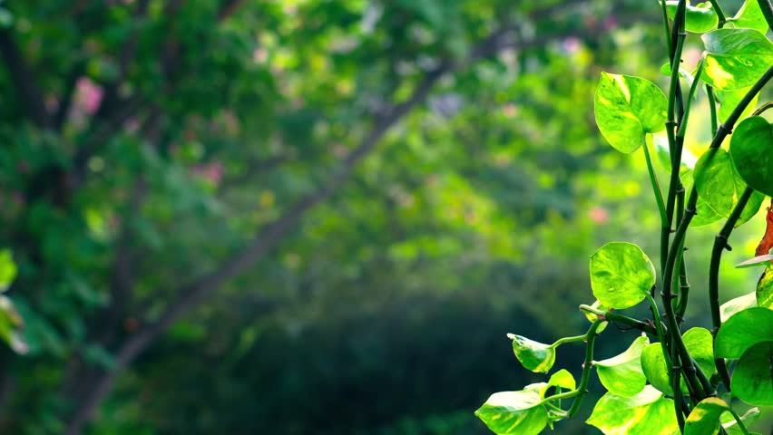 Nature Bcakground Leaves Outdoor Greenery Landscape