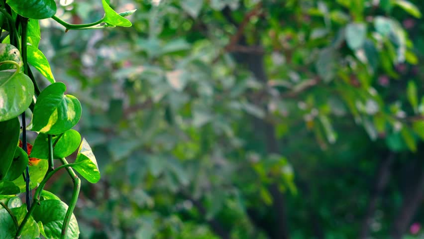 Nature Bcakground Leaves Outdoor Greenery Landscape