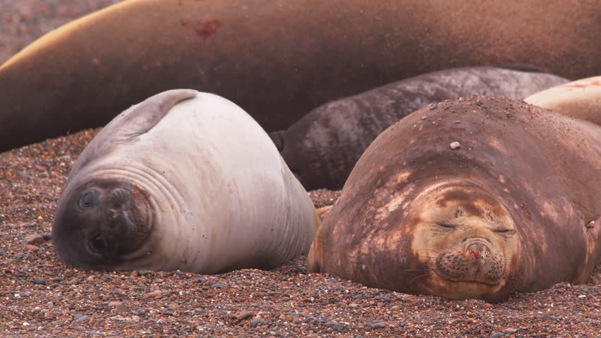 Cute little baby seal plays around besides its sleeping mother on the beach  | Shutterstock HD Video #1111973531