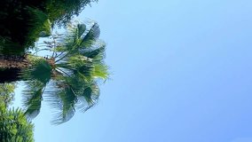 Tropical palm tree and blue sky on sunny summer, slow motion video