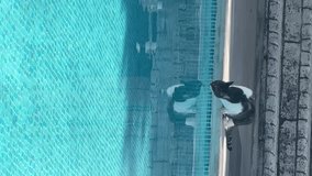Cute little cat drinking water from the swimming pool in summer, slow motion video