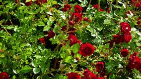 Beautiful blooming red roses flowers in the countryside rose garden, nature and gardening, slow motion video