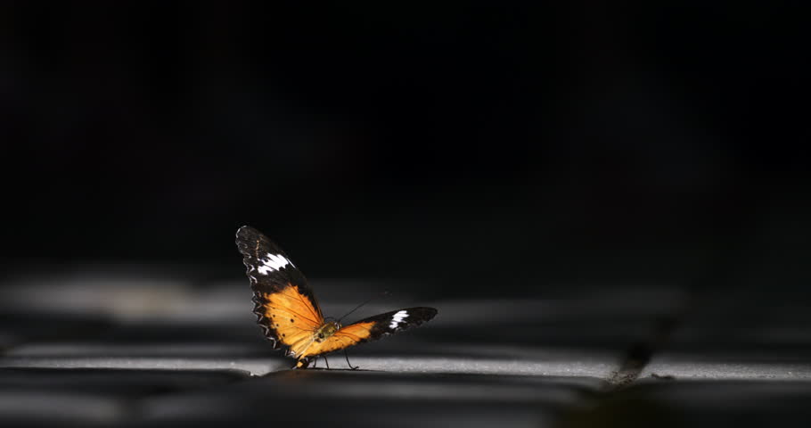 Super slow motion close up of exotic tropical butterfly is flying gracefully isolated on dark background with soft light beams. Filmed on high speed cinema camera at 1000 fps. Royalty-Free Stock Footage #1111976269