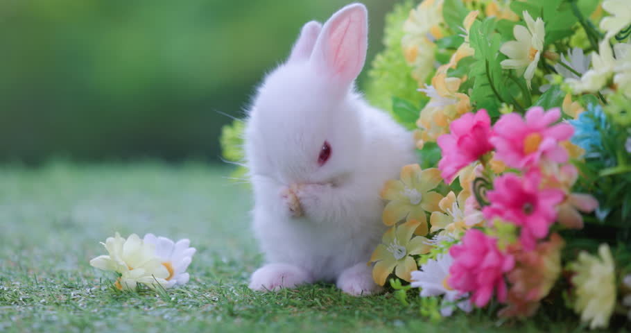 Lovely bunny easter fluffy baby rabbit with a basket full of colorful easter eggs stand up on two legs on nature background. Symbol of easter festival. Happy easter day. | Shutterstock HD Video #1111976543
