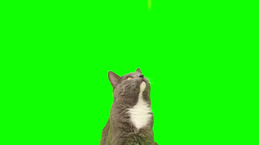 Cat on a green screen chromakey. Gray cat isolated on a greenscreen. Feline is Sitting, Looking Up, Playing and Catching. Cat licks its muzzle. Kitten video. Keying. Advertising of goods for pets 4K Royalty-Free Stock Footage #1111981503