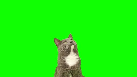Cat on a green screen chromakey. Gray cat isolated on a greenscreen. Feline is Sitting, Looking Up, Playing and Catching. Cat licks its muzzle. Kitten video. Keying. Advertising of goods for pets 4K Arkistovideo
