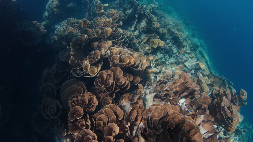 Underwater view of the coral reef in Raja Ampat, West Papua, Indonesia | Shutterstock HD Video #1111982091