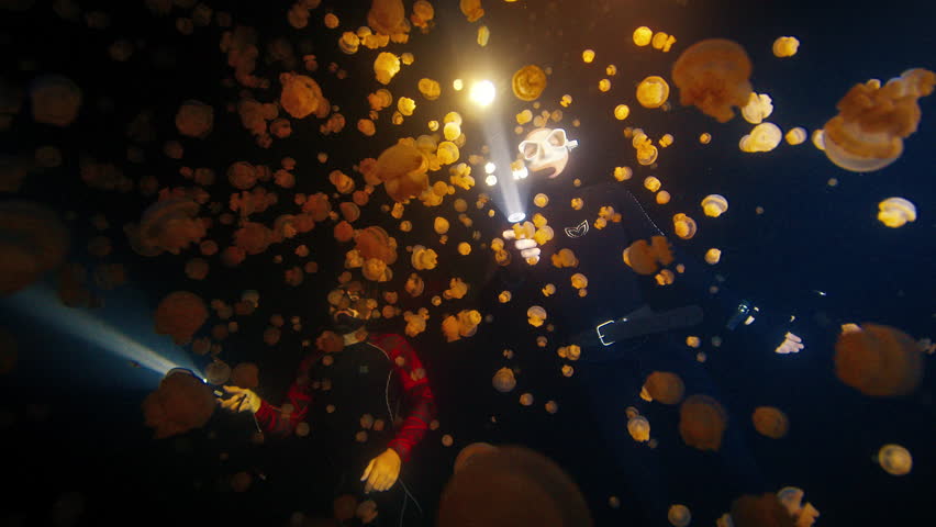 Lake with lots of jellyfish at night. Night underwater view of the stingless jellyfish lake in Raja Ampat with freedivers floating on its surface, Misool, West Papua in Indonesia | Shutterstock HD Video #1111982097