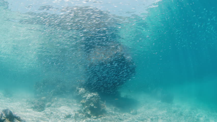 Underwater view of the school of bait fish swimming underwater in Indonesia | Shutterstock HD Video #1111982107
