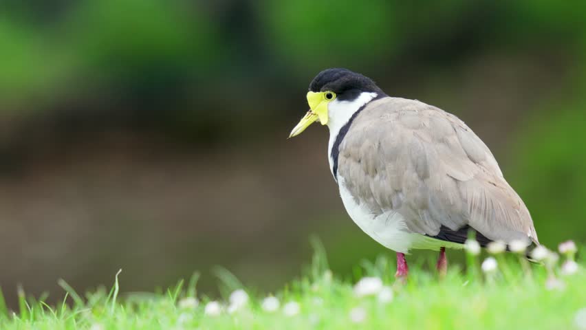 Masked lapwing bird stands motionless before walking away in slow motion with bokeh background | Shutterstock HD Video #1111983643