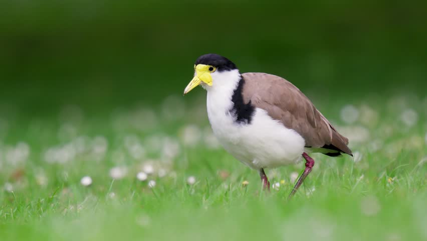 Masked lapwing runs away as person walks by in a local park in slow motion with bokeh background | Shutterstock HD Video #1111983845