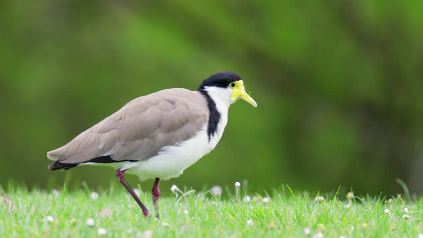 Masked Lapwing stands motionless on grass before moving to try and catch a bug in slow motion | Shutterstock HD Video #1111983855