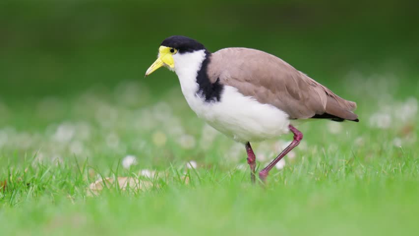 Masked lapwing walks toward camera then stops in slow motion with bokeh baground | Shutterstock HD Video #1111984045