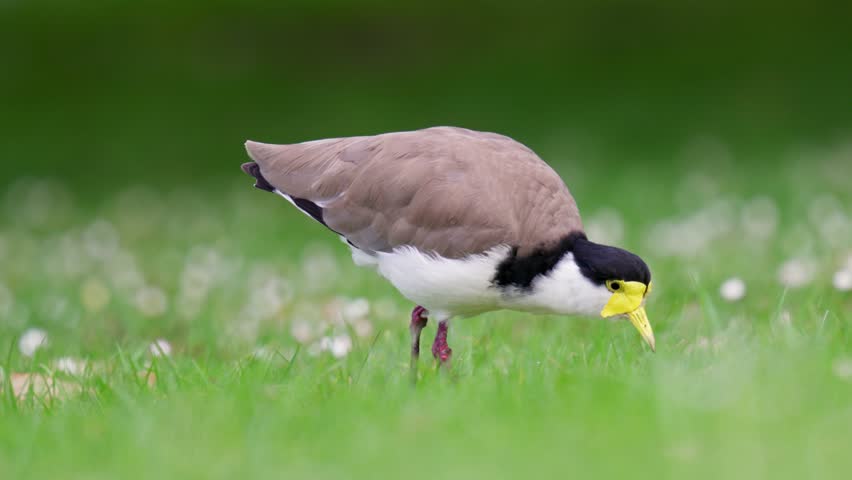Masked lapwing stand motionless in feeding position waiting for a bug to move then walks away in slow motion | Shutterstock HD Video #1111984049