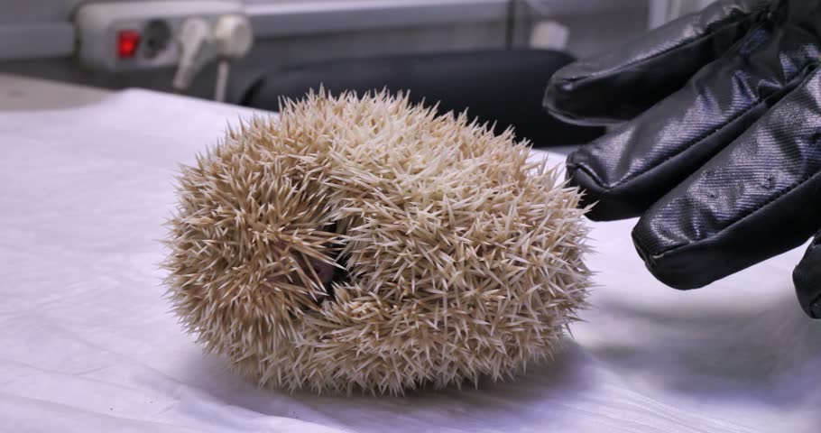 The hedgehog is curled up on the table in the veterinarian