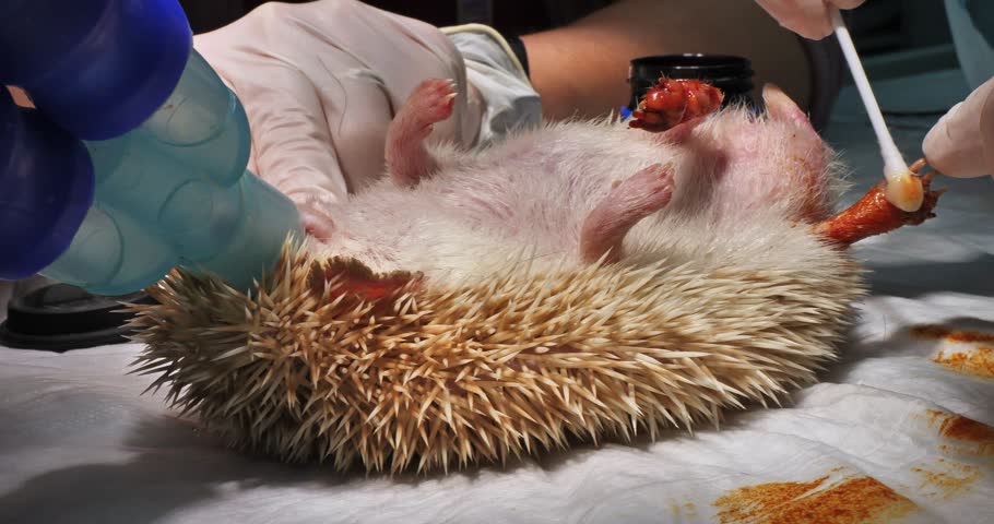 In the operating room, a veterinarian treats deep cuts on the legs of a hedgehog under anesthesia. A cute little hedgehog was brought to the veterinary clinic for surgery. Hedgehog treatment. | Shutterstock HD Video #1111984505