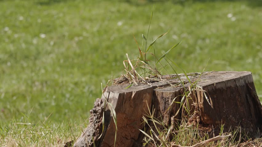 Man sticks axe into tree stump  | Shutterstock HD Video #1111988567