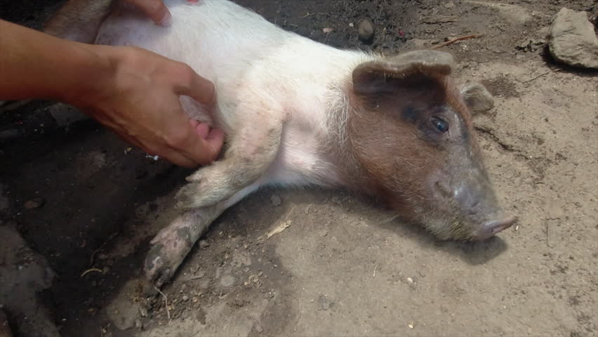 Small sleepy piglet in Nicaraguan street enjoys scratches from tourist | Shutterstock HD Video #1111988757