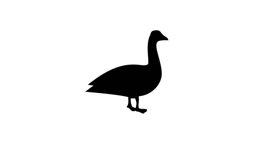 Animation set, goose symbol. Animations: transparency, zooms, transition top to down, transition left to right, slide up to down, slide left to right | Shutterstock HD Video #1111989283