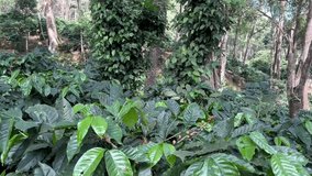 Coffee plants in with coffee cherries in an estate - Video