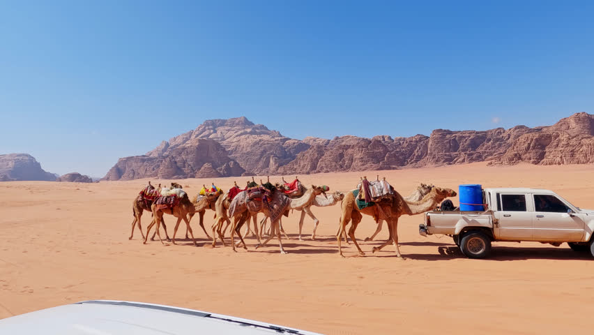Pan right shot of pick-up truck guiding camel caravan in Wadi Rum desert, Jordan | Shutterstock HD Video #1111993037