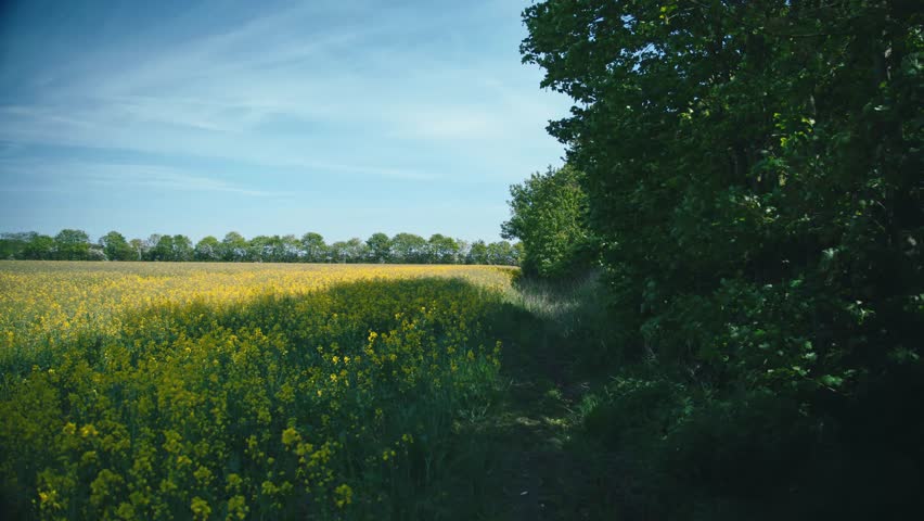 Windy rapeseed field and trees and blue skyes in Denmark