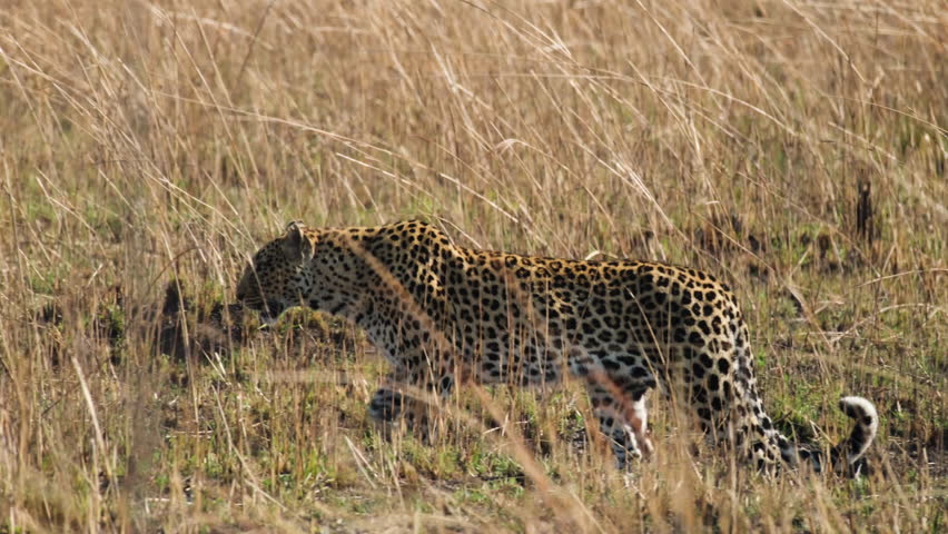 African Leopard Roaming Through Grass. closeup, tracking shot | Shutterstock HD Video #1111993091