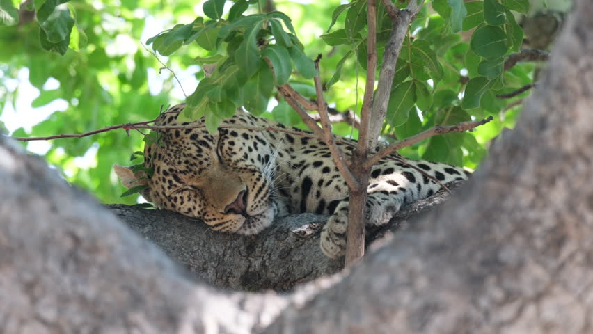 African Leopard Sleeping On Tree In The Wild. closeup | Shutterstock HD Video #1111993097