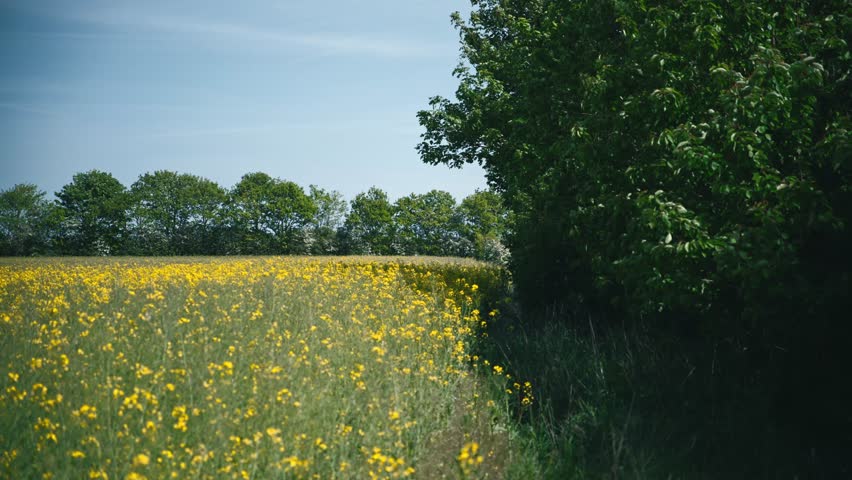 Edge of a yellow rapeseed field blooming in the summer in Denmark