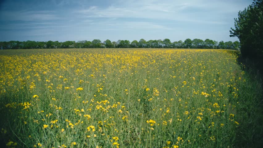 Yellow rapeseed field blowing in the wind in Jutland, Denmark