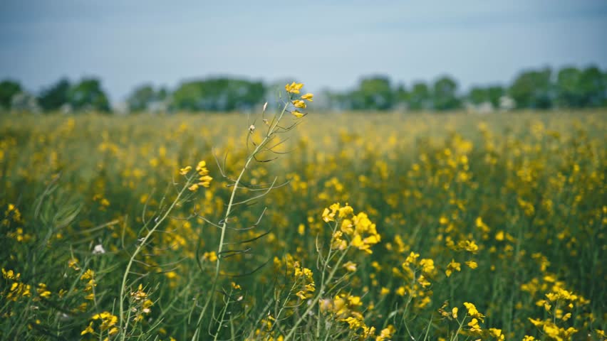 Rapeseed flower close up in a yellow field in Denmark