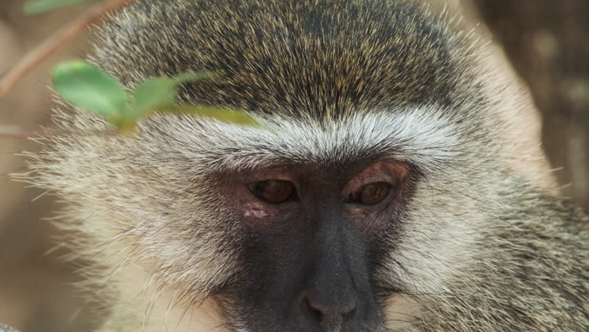 Closeup Of Furry Head And Face Of A Vervet Monkey. | Shutterstock HD Video #1111993615