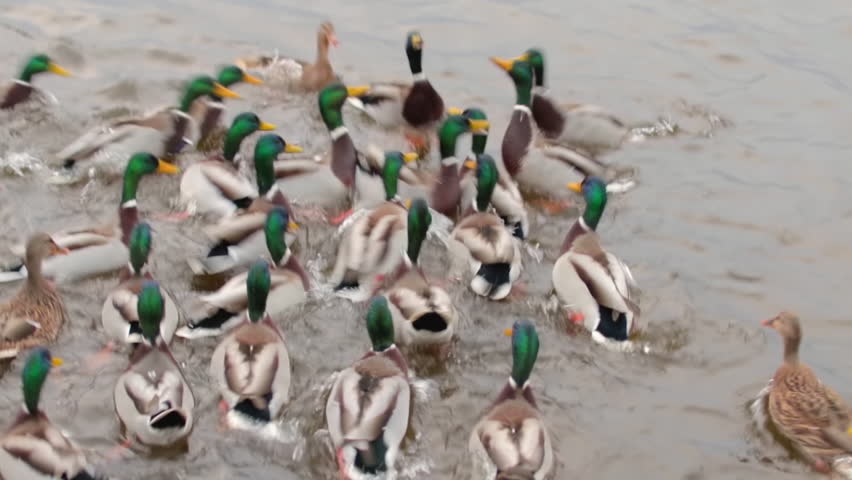 Feeding of Wild Ducks in the Lake or River in Cold Autumn Day - Slow Motion. Much Hungry Birds in a Wild. Birds Fighting for Food. People Care About Animals. Ducks Eat Bread. Human and Nature | Shutterstock HD Video #1111996477