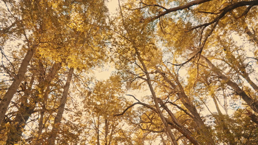 Sun through autumn trees from down