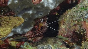 A shrimp with long white whiskers hides among colorful corals at the bottom of the sea. Hump-back cleaner shrimp (Lysmata amboinensis) 3 cm.ID:orange, central white stripe, bordered by two red stripes