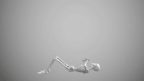 3d human body skeleton bones functions isolated background. 