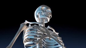 3d human body skeleton bones functions isolated background. 