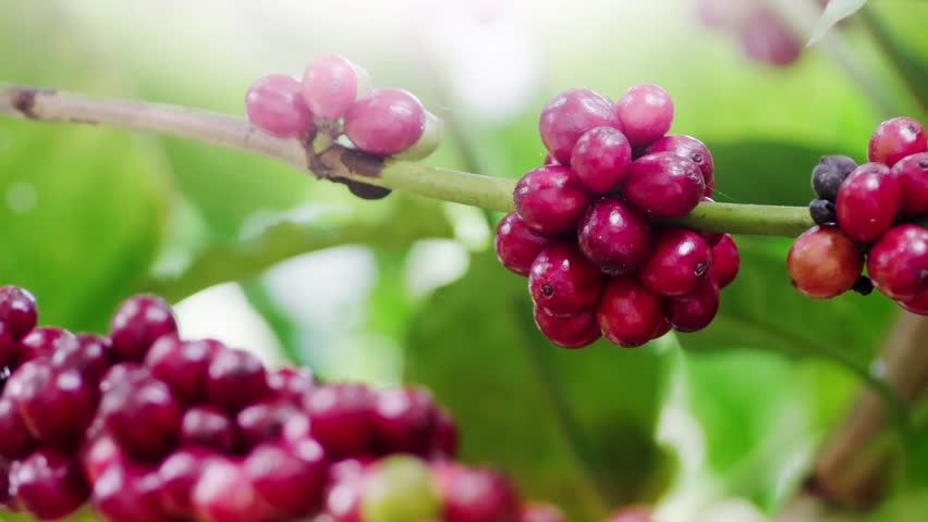 The raw coffee beans on the coffee plant are ready to be harvested and used to make coffee. | Shutterstock HD Video #1112014529