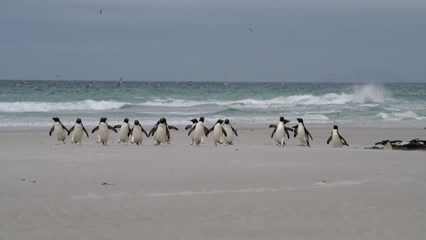 Rockhopper penguin in Falkland Islands Royalty-Free Stock Footage #1112015909